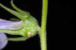 Pale spike lobelia